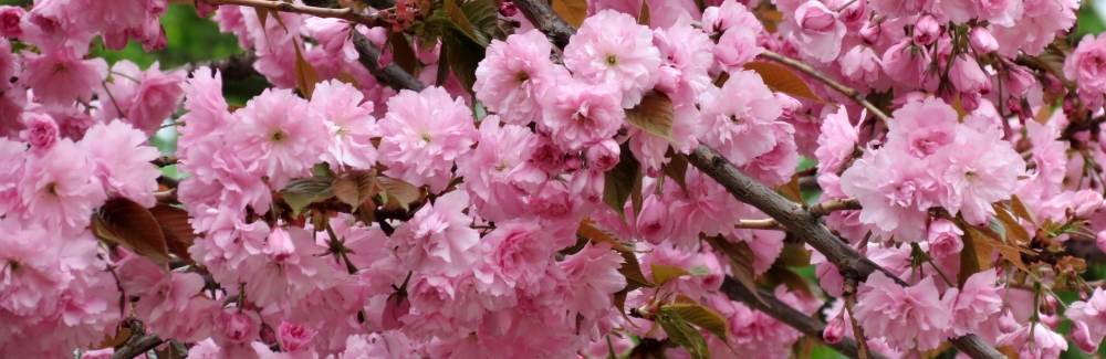 Prunus sakura banner 02